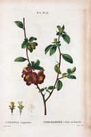 Cognassier à fruit en Gourde (Cydonia lagenaria). Cliquer pour agrandir l'image.