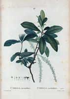 Cyrilla racémiflore (Cyrilla racemiflora). Cliquer pour agrandir l'image.