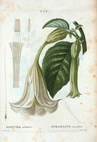 Stramoine en arbre (Datura arborea). Cliquer pour agrandir l'image.