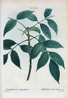 Frêne à feuilles de noyer (Fraxinus juglandifolia). Cliquer pour agrandir l'image.