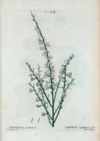 Genest multiflore (Genista multiflora). Cliquer pour agrandir l'image.