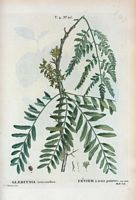 Févier à trois pointes (Gleditsia triacanthos). Cliquer pour agrandir l'image.