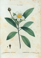 Gordonia à feuilles glabres (Goesonia lasianthus). Cliquer pour agrandir l'image.