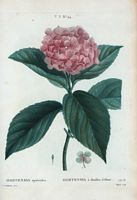 Hortensia à feuilles d'Obier (Hortensia opuloïdes). Cliquer pour agrandir l'image.