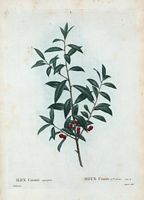 Houx Cassine à feuilles étroites (Ilex cassine angustifolia). Cliquer pour agrandir l'image.