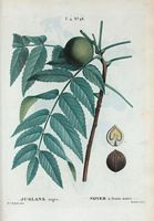 Noyer à fruits noirs (Juglans nigra). Cliquer pour agrandir l'image.