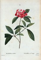 Kalmia à feuilles larges (Kalmia latifolia). Cliquer pour agrandir l'image.