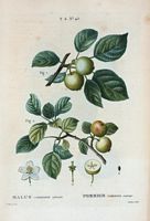 Pommier commun sauvage (Malus communis sylvestris). Cliquer pour agrandir l'image.