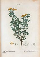 Luzerne en arbre (Medicago arborea). Cliquer pour agrandir l'image.