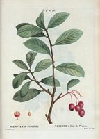 Néflier à feuilles de prunier (Mespilus prunifolia). Cliquer pour agrandir l'image.