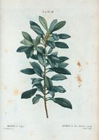 Myrica des Acores (Myrica faya). Cliquer pour agrandir l'image.