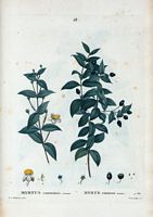 Myrte commun romain (Myrtus communis romana). Cliquer pour agrandir l'image.