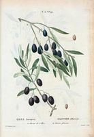 Olivier d'Europe. A. Olivier de Callas. B. Olivier pleureur (Olea europæa). Cliquer pour agrandir l'image.