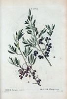 Olivier d'Europe sauvage (Olea europæa sylvestris). Cliquer pour agrandir l'image.