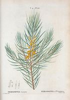 Persoonia à feuilles linéaires (Persoonia linearis). Cliquer pour agrandir l'image.