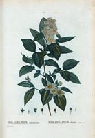 Philadelphus odorant (Philadelphus coronarius). Cliquer pour agrandir l'image.