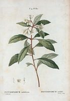 Pittosporum ondulé (Pittosporum undulatum). Cliquer pour agrandir l'image.