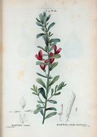 Rafnia à feuilles émoussées (Rafnia retusa). Cliquer pour agrandir l'image.