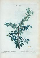 Nerprun des teinturiers (Rhamanus infectorius). Cliquer pour agrandir l'image.