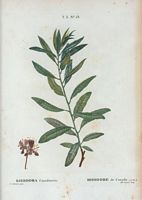 Rhodore de Canada (Rhodora canadensis). Cliquer pour agrandir l'image.