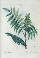 Sumac de Virginie (Rhus typhinum). Cliquer pour agrandir l'image.