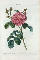 Rosier de tous les mois (Rosa semper florens). Cliquer pour agrandir l'image.