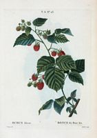 Ronce du Mont Ida (Rubus idæus). Cliquer pour agrandir l'image.