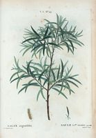 Saule à feuilles étroites (Salix angustifolia). Cliquer pour agrandir l'image.