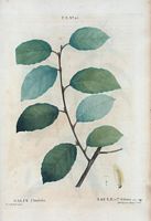 Saule à feuilles d'Orme (Salix ulmifolia). Cliquer pour agrandir l'image.