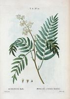 Mollé à folioles dentées (Schinus molle). Cliquer pour agrandir l'image.