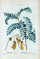 Sophora à quatre ailes (Sophora tetraptera). Cliquer pour agrandir l'image.