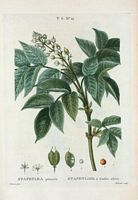 Staphylier à feuilles ailées (Staphylea pinnata). Cliquer pour agrandir l'image.
