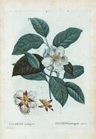 Stuartia pentagyne (Stuartia pentagyna). Cliquer pour agrandir l'image.