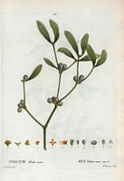 Gui blanc commun (Viscum album commune). Cliquer pour agrandir l'image.