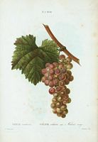 Vigne cultivée. var. Muscat rouge (Vitis vinifera). Cliquer pour agrandir l'image.