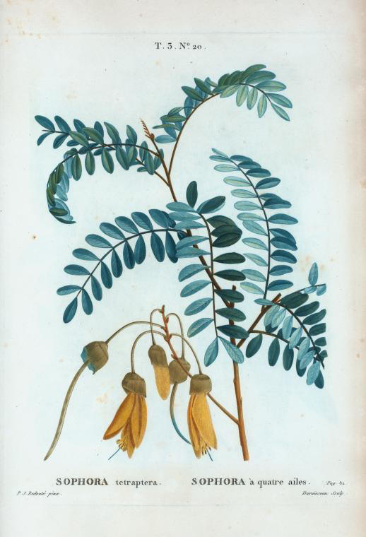 sophora tetraptera (sophora a quatre ailes)