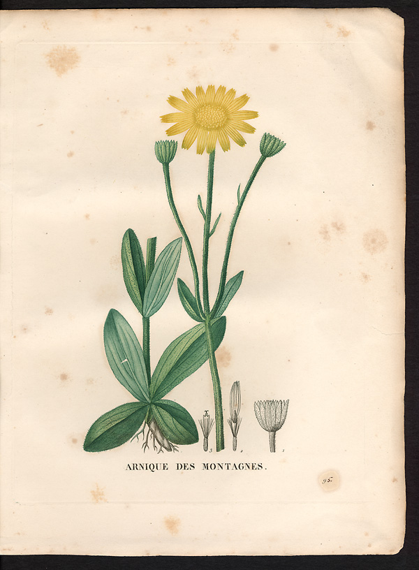 Arnique des montagnes, Arnica montana