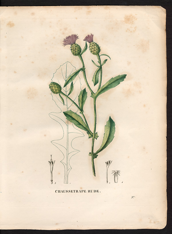 Calcitrapa aspera