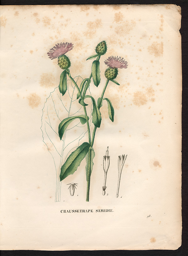 Calcitrapa seridis, centaurea seridis