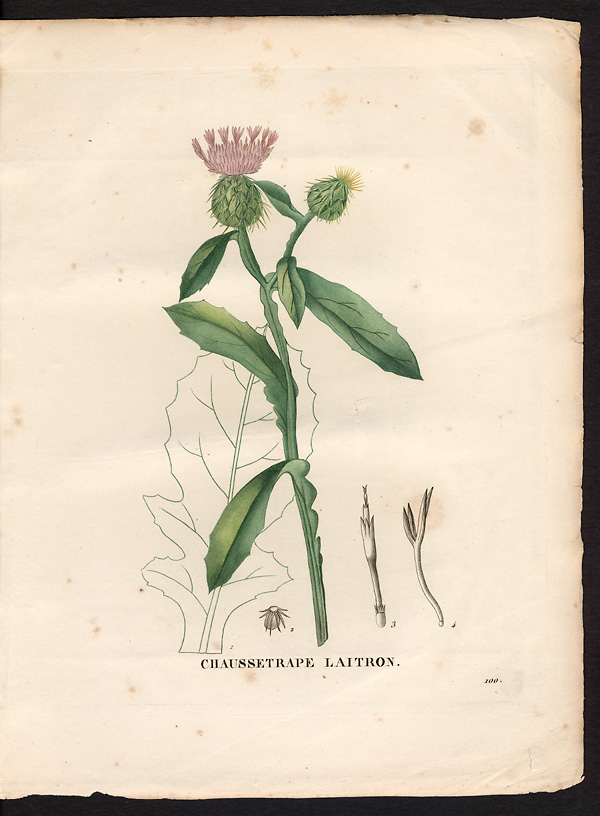 Calcitrapa sonchifolia, centaurea sonchifolia