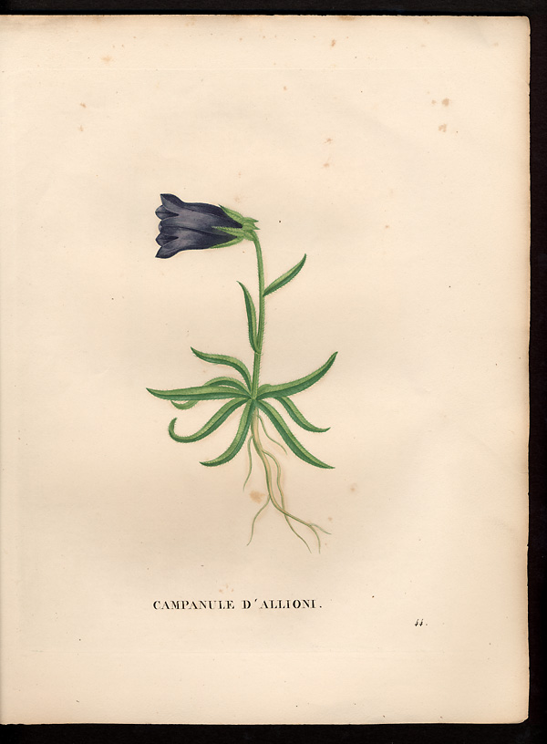Campanula allionii, campanula alpestris