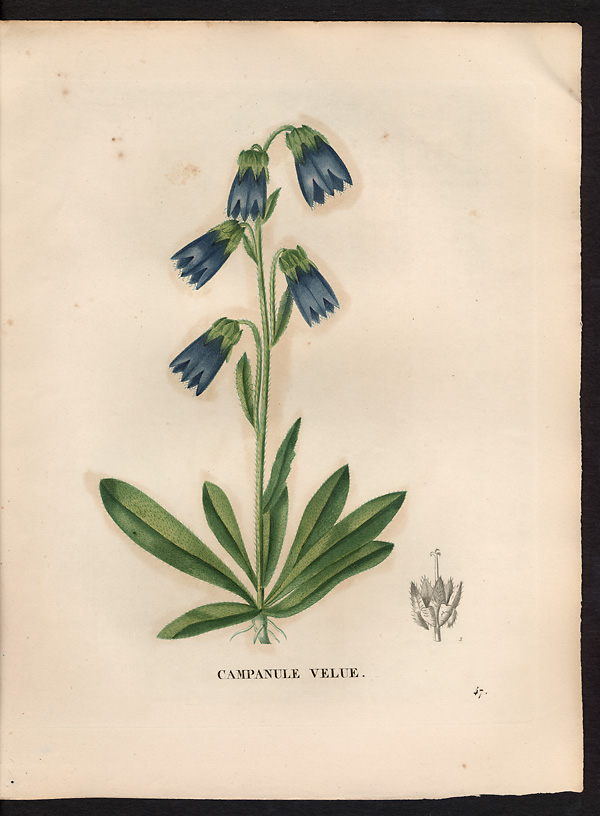 Campanula barbata