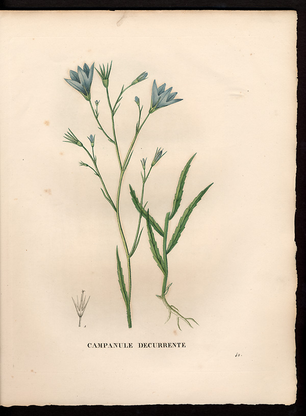 Campanula decurrens