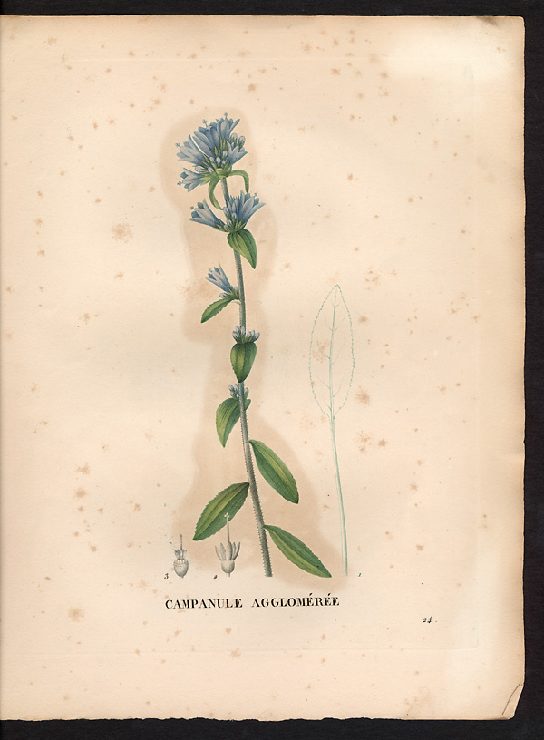 Campanula glomerata