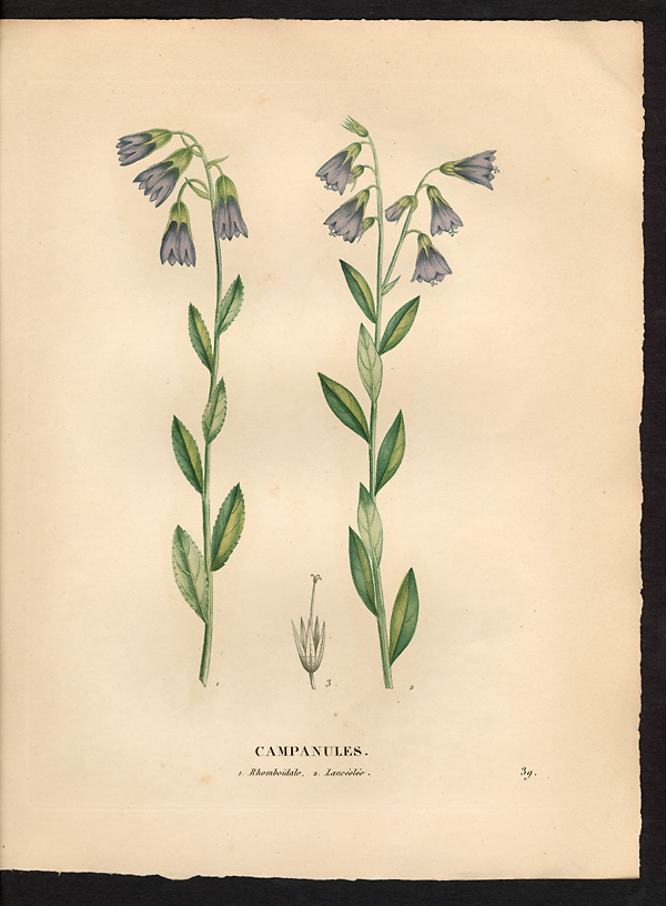 Campanule lancéolée (Campanula lanceolata)