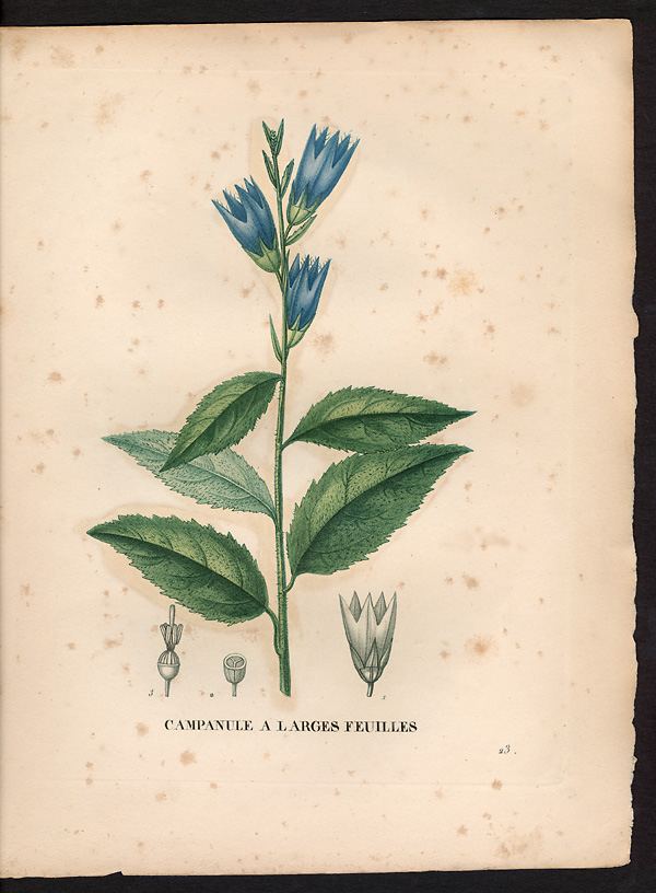 Campanula latifolia