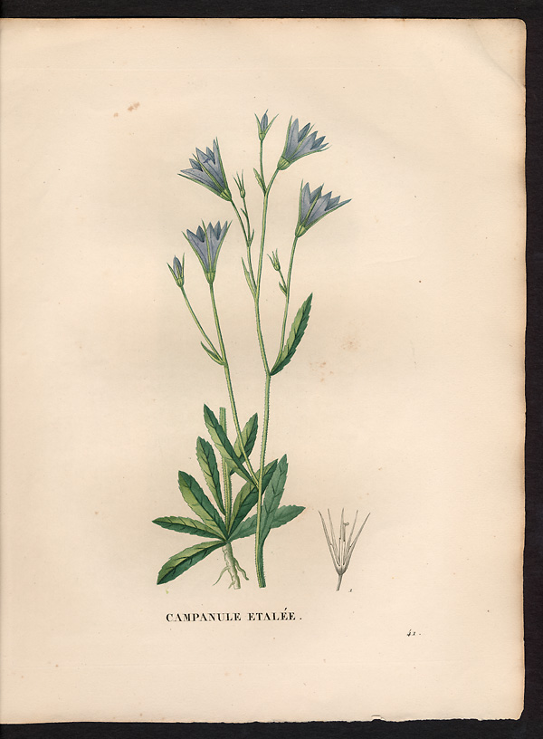 Campanula patula