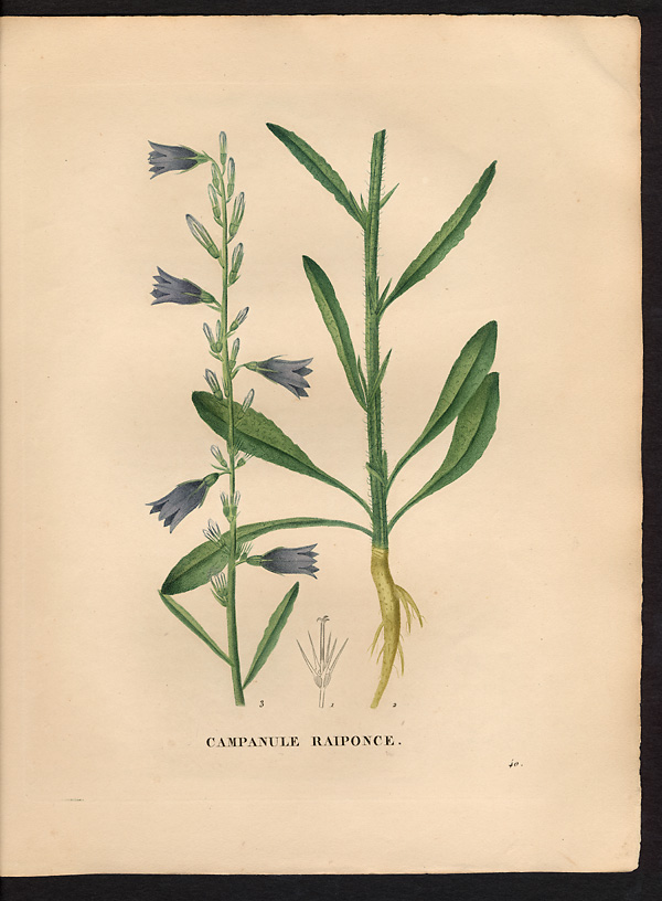 Campanula rapunculus