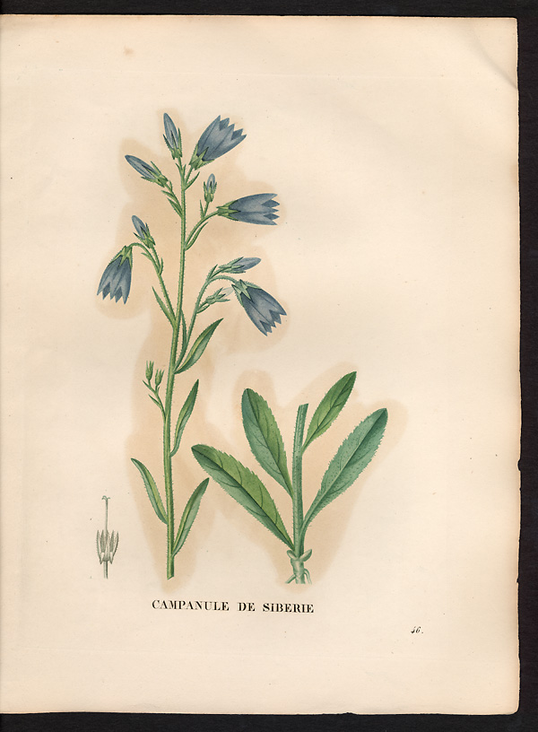 Campanula sibirica