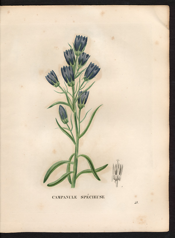 Campanula speciosa